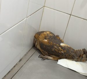 Imagen de la noticia: Rescatan una lechuza en la Ciudad Deportiva y la trasladan a un centro de recuperación