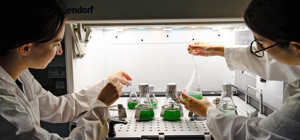 Dos personas con bata blanca manipulan matraces con líquido verde dentro de una campana de laboratorio.