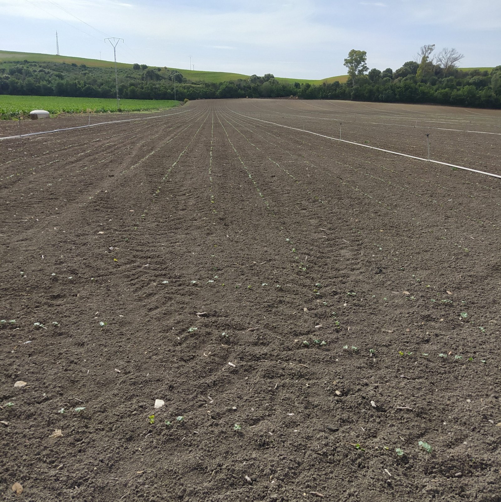 Campo de tierra labrada con surcos paralelos y pequeños brotes verdes, con colinas y árboles al fondo.