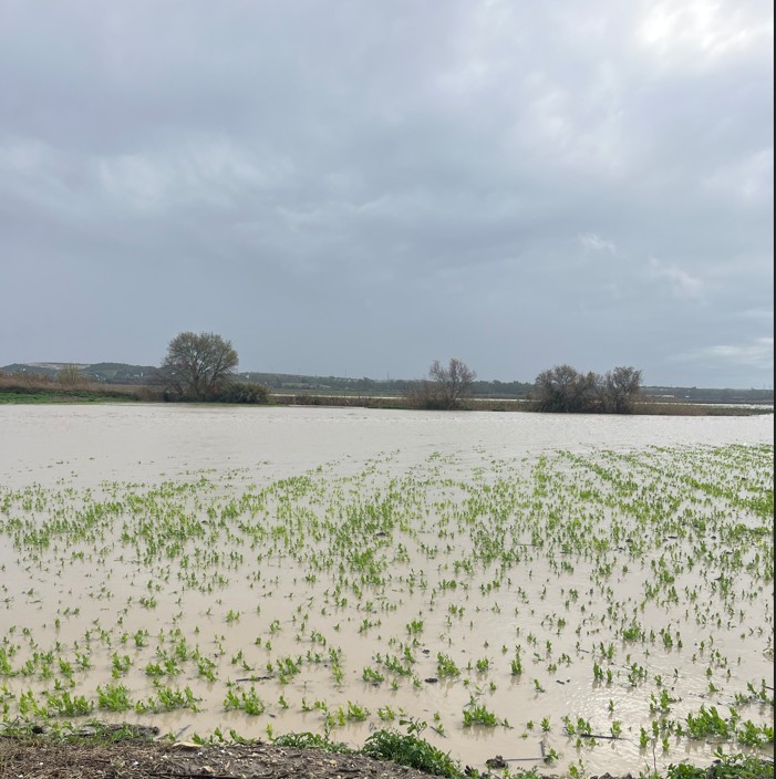 Campo de cultivo anegado con brotes verdes sobresaliendo del agua bajo un cielo nublado.
